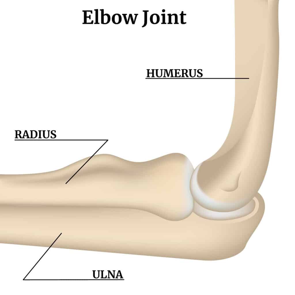 Elbow Joint