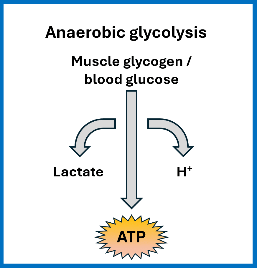 Anaerobic Glycolysis